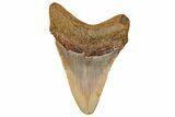 Juvenile Fossil Megalodon Tooth From Angola - Unusual Location #258591-1